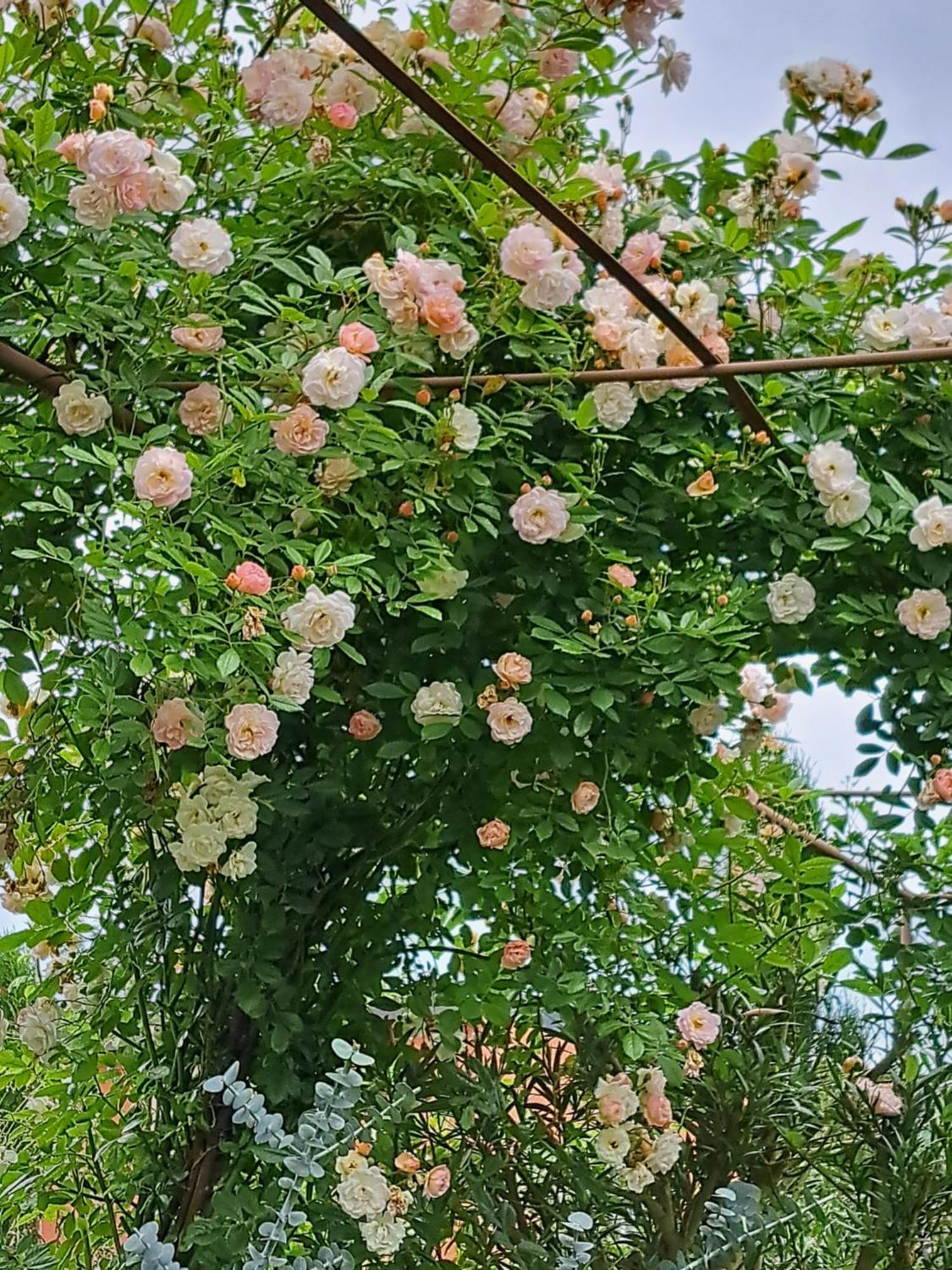 Landhauskiebel Erden 外观 照片